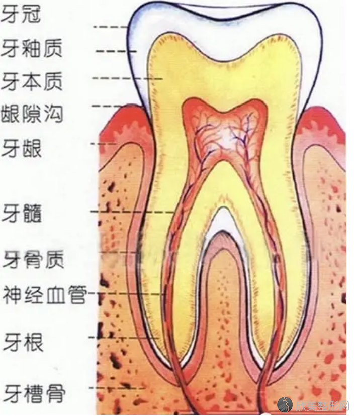 牙神经是什么？根管治疗拔出来的牙神经图片