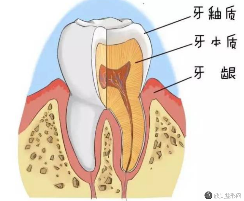 牙神经是什么？根管治疗拔出来的牙神经图片