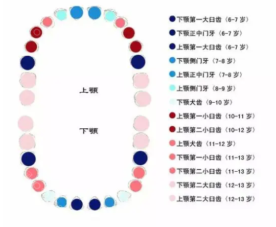 小孩乳牙和恒牙的区别：乳牙换牙的顺序和时间