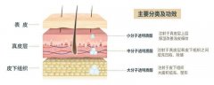 怎么样选择适合的玻尿酸？揭秘整形界的“新宠”