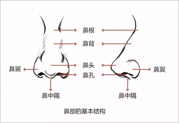 隆鼻失败修复：如何选择合适的方案与费用评估