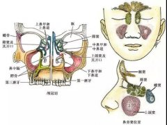 徐荣阳做的鼻子价位（价格表），医生实力分析+徐荣阳隆鼻案例