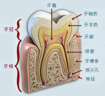 福州三栗鼠口腔价格贵吗？附口腔项目价目表+牙齿种植经历